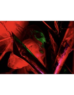 Bloody Air for the Queen in...